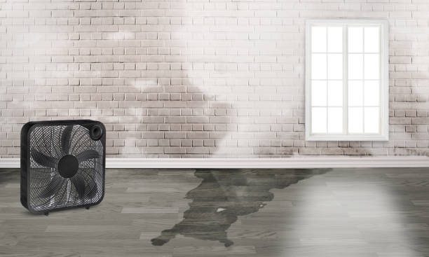 Best Water damage contractors near me  in Coal Grove, OH